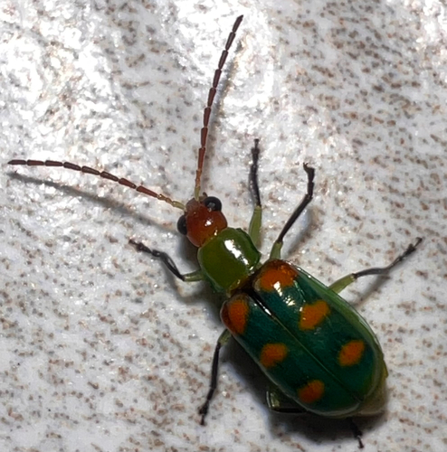 Diabrotica speciosa