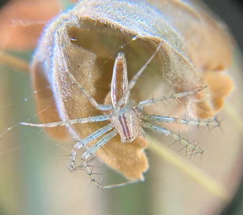 Peucetia rubrolineata