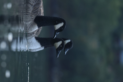Canada Goose