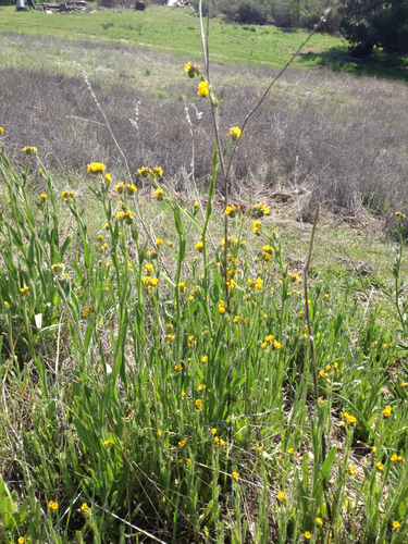 iNaturalist observation photo of Fiddlenecks