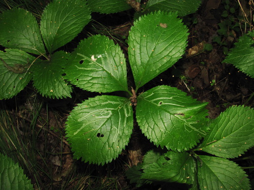 Chloranthus japonicus observed 2026-08-27