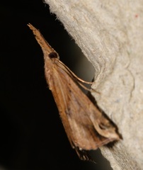 Hypena labatalis