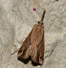 Hypena labatalis