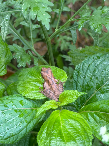 Spring Peeper