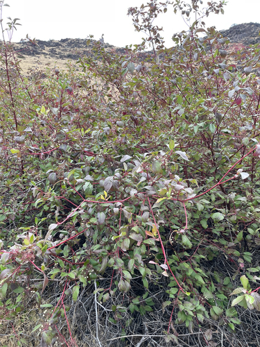 red osier dogwood