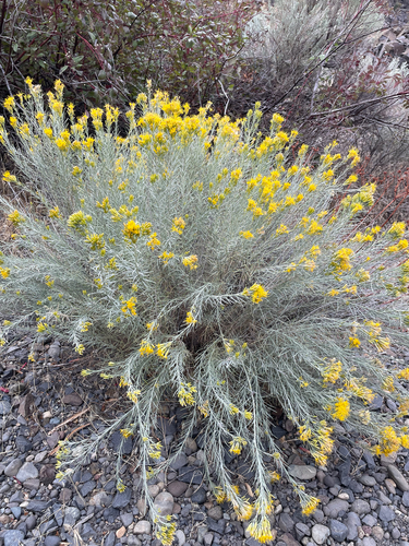 Rubber Rabbitbrush