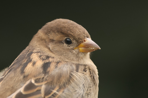 House Sparrow