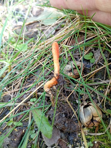 Scarlet Caterpillar Club