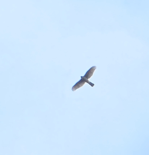 Eurasian Sparrowhawk