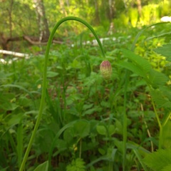 Allium microdictyon