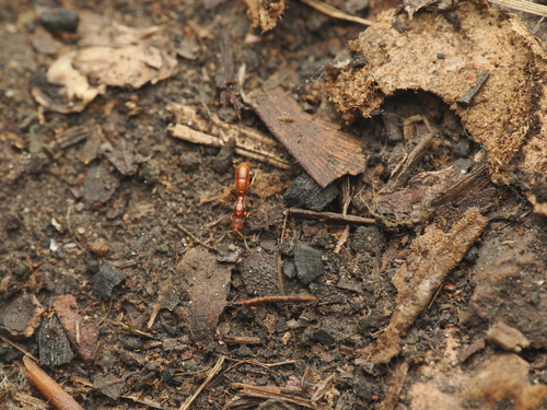 European Pit-jawed Ant