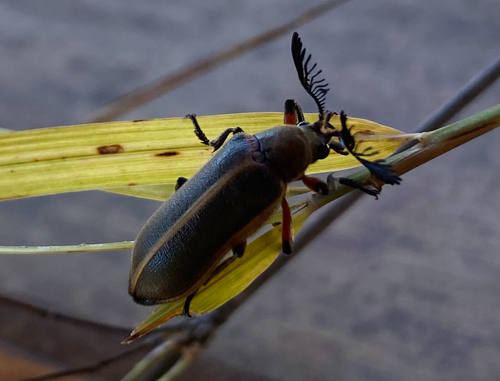 Polytomus marginatus