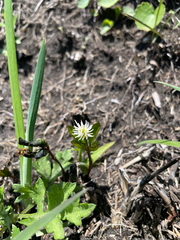 Chloranthus quadrifolius