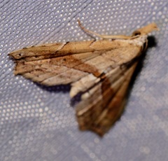 Hypenagonia
