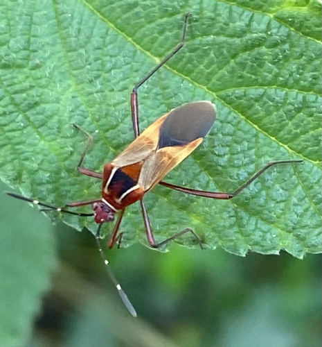 Hypselonotus interruptus