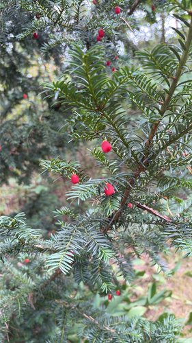 common yew
