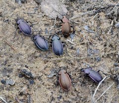 Carabus arvensis