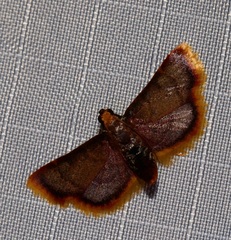 Hypsopygia mauritialis