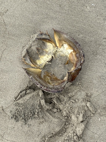 Tachypleus tridentatus photograph by the iNaturalist community