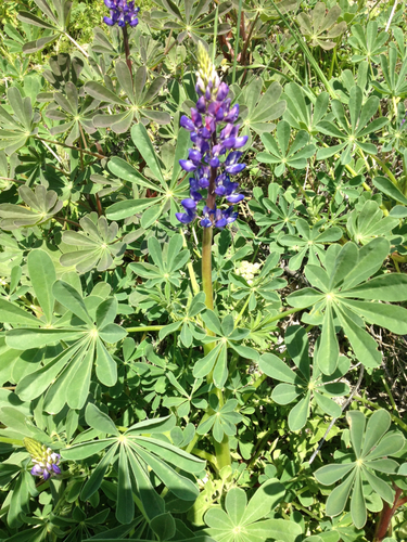 iNaturalist observation photo of arroyo lupine