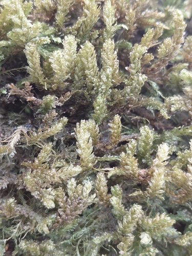 Metaneckera menziesii observed 2026-09-12