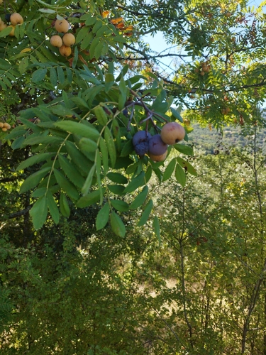 Service-tree