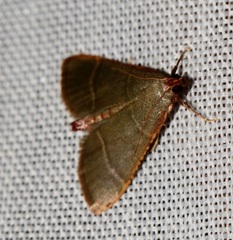 Hypsopygia nonusalis