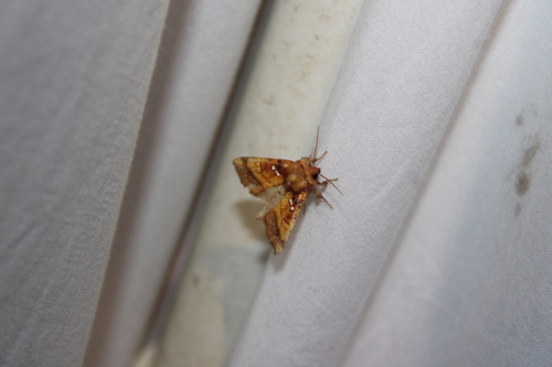 Loosestrife Borer Moth photo 5