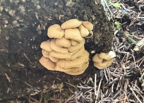 Luminescent Panellus