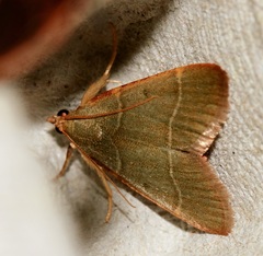 Hypsopygia nonusalis