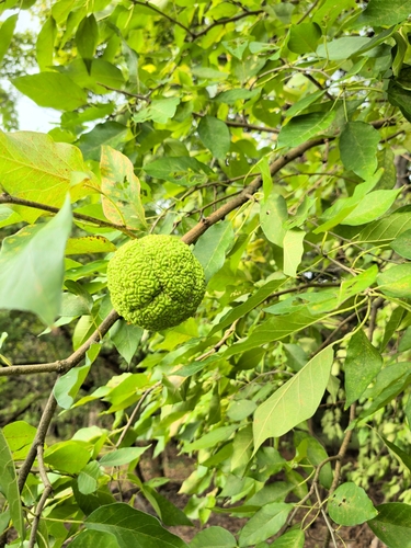 Osage-orange