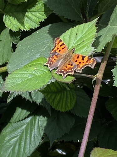 European Comma