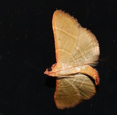 Hypsopygia nonusalis