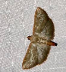 Hypsopygia nonusalis