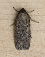 Spaelotis bicava