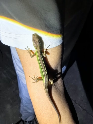 China Grass Lizard