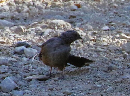 California Towhee
