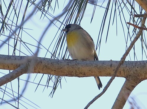 Lawrence's Goldfinch