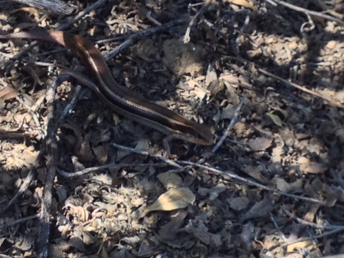 iNaturalist observation photo of Western Skink