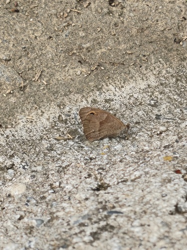 Meadow Brown