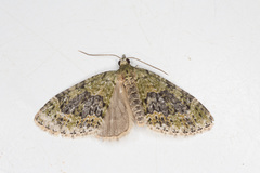 Acasis viretata