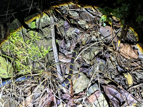 Big-tooth Snake