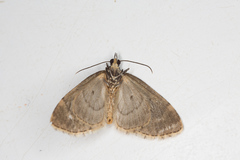 Acasis viretata