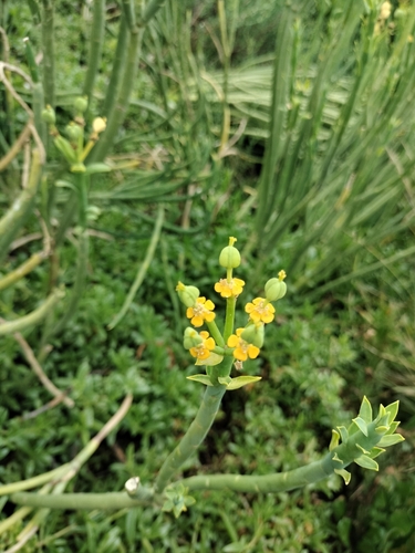 Euphorbia mauritanica, photograph 4
