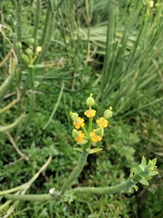 Euphorbia mauritanica, photograph author not stated, no rights reserved
