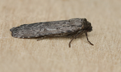Spaelotis bicava