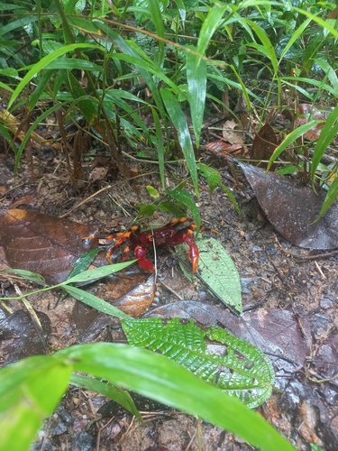 Sri Lanka Tree-climbing Crab