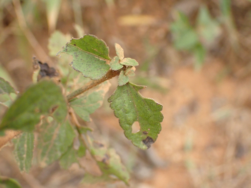 Fleischmannia pycnocephala, photograph 2