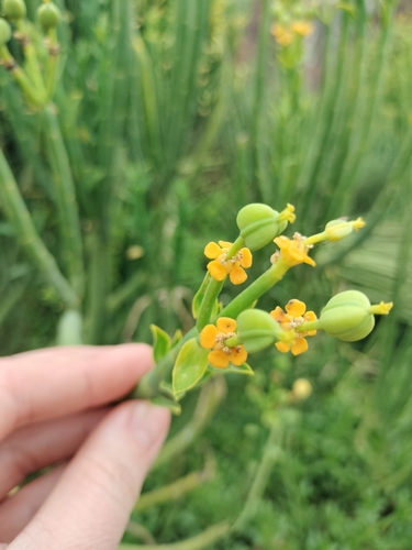 Euphorbia mauritanica, photograph 5