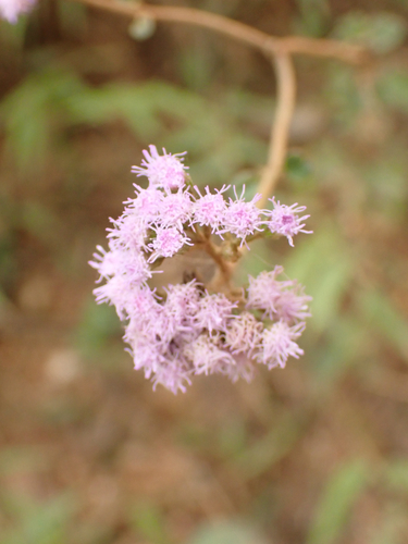 Fleischmannia pycnocephala